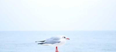 麻将百科